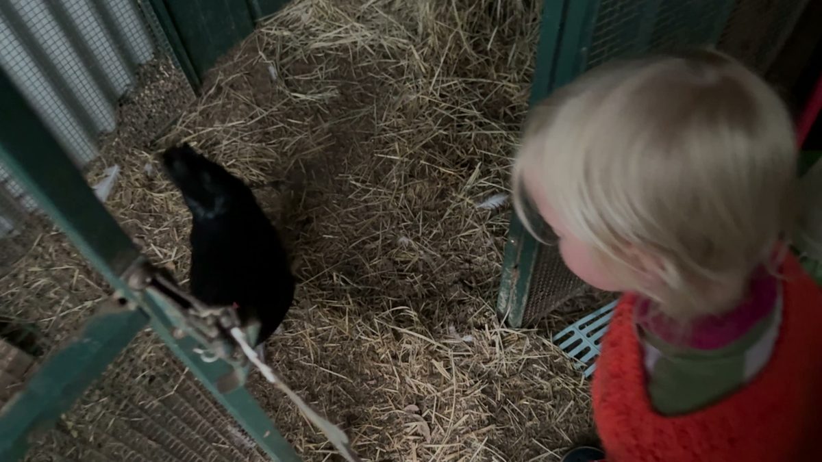 Linnea schaut im Hühnerstall auf das Stroh, neben ihr eine schwarze Henne